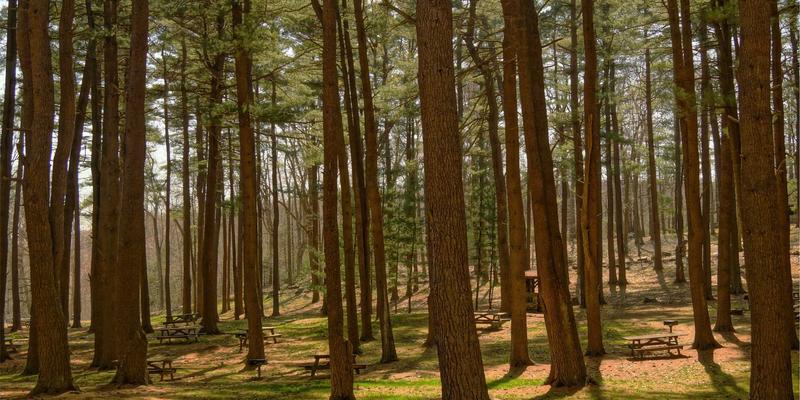 从理发技艺到品牌语言：切达头设计的拟物化演变与视觉创意